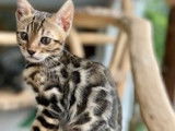 Chaton Bengal brown