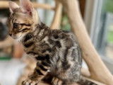 Chaton Bengal brown