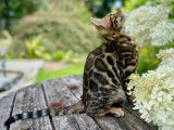Chaton Bengal brown
