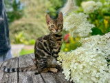 Chaton Bengal brown