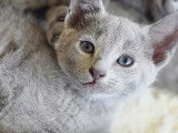Chatons Bleu Russe à réserver