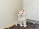 Chaton Maine coon polydactyles à vendre