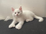 Chaton Maine coon polydactyles à vendre