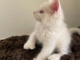 Chaton Maine coon polydactyles à vendre