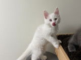 Chaton Maine coon polydactyles à vendre