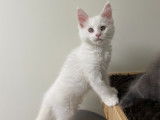 Chaton Maine coon polydactyles à vendre
