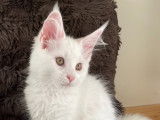 Chaton Maine coon polydactyles à vendre