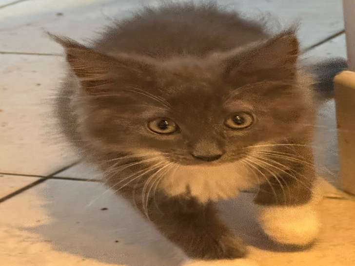 Chatons de race Maine Coon à vendre (1 femelle & 3 mâles)