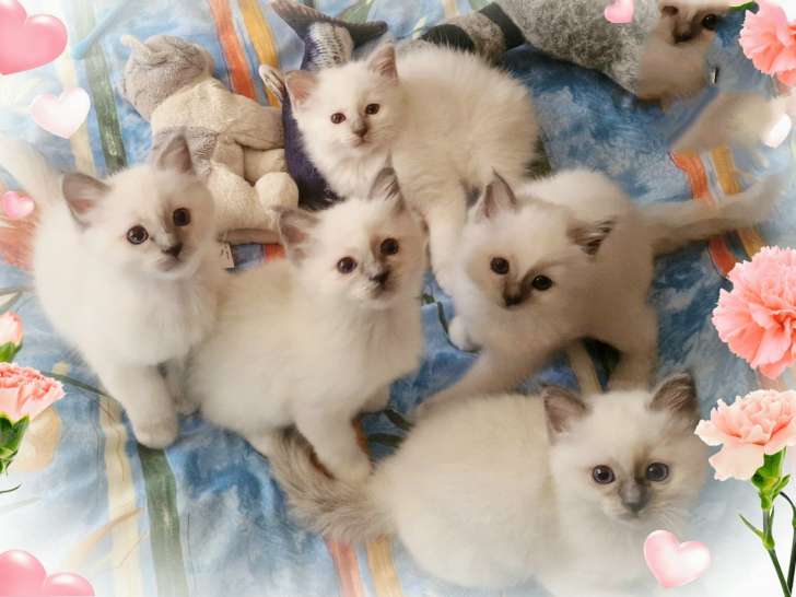 Magnifiques chatons Sacré de Birmanie LOOF à réserver