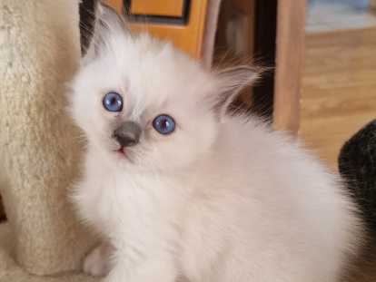 Magnifiques chatons Sacré de Birmanie LOOF à réserver