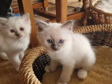 Magnifiques chatons Sacré de Birmanie LOOF à réserver