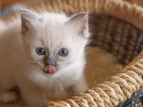 Magnifiques chatons Sacré de Birmanie LOOF à réserver