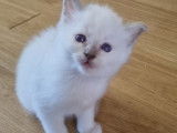 Magnifiques chatons Sacré de Birmanie LOOF à réserver