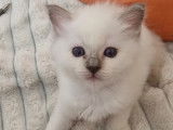 Magnifiques chatons Sacré de Birmanie LOOF à réserver