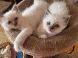Magnifiques chatons Sacré de Birmanie LOOF à réserver