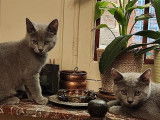 Chatons Chartreux à vendre