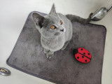 Chatons Chartreux à vendre