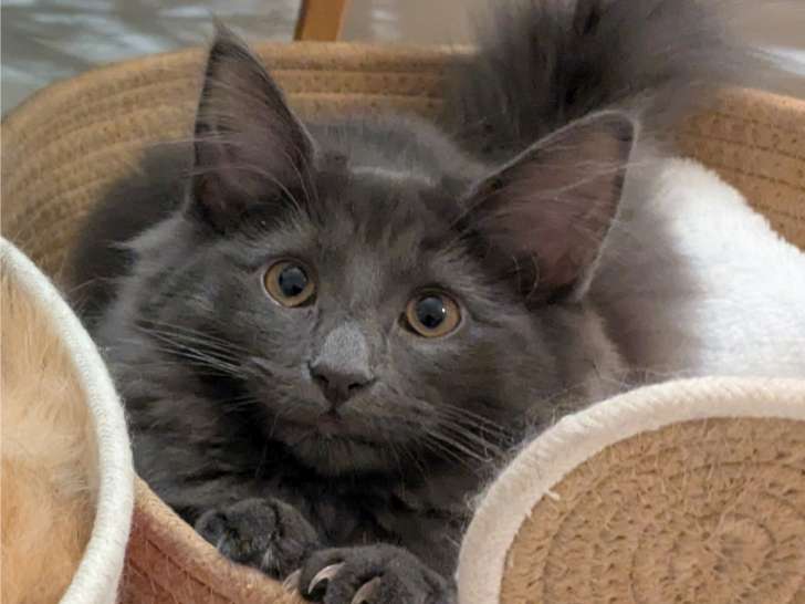 Virgule - Chaton Norvégien LOOF