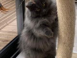 chat bleu olyday triple championne de france best varété
