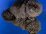 Chatons Sibérien rare bleu solide bleu point Black silver brown traditionnel
