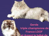 Chatons Sibérien rare bleu solide bleu point Black silver brown traditionnel