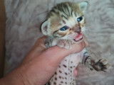 Chatons Savannah hybride à vendre
