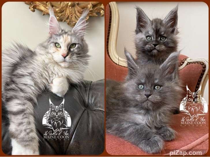 À vendre : des chatons Maine Coons LOOF