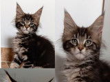3 chatons femelles Maine Coons LOOF à vendre