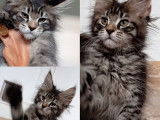3 chatons femelles Maine Coons LOOF à vendre