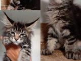 3 chatons femelles Maine Coons LOOF à vendre