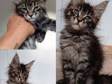 3 chatons femelles Maine Coons LOOF à vendre
