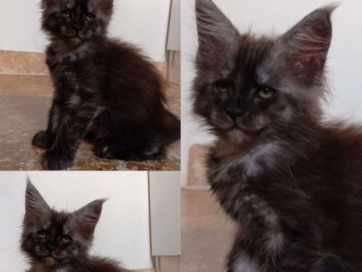À vendre, un chaton femelle Maine Coon LOOF