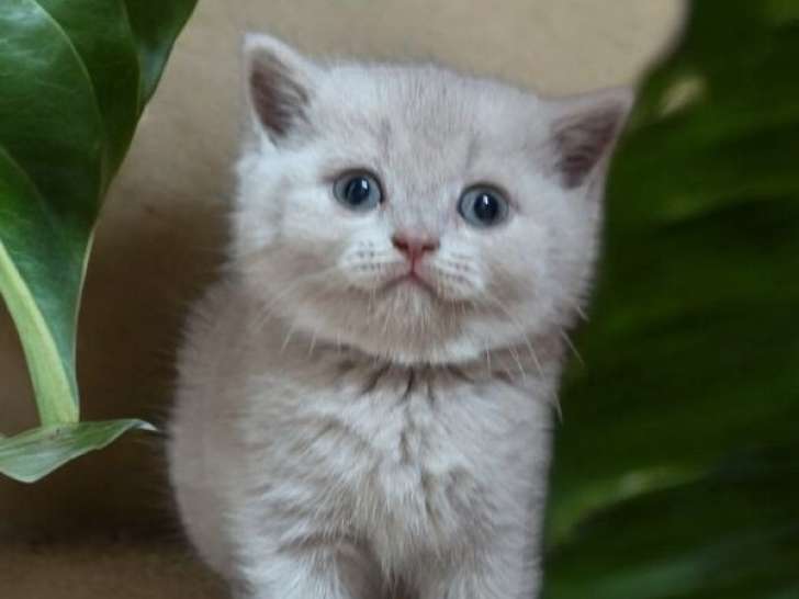 À réserver : des chatons British Shorthairs LOOF