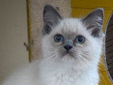 Des chatons Ragdolls femelles LOOF à vendre