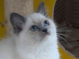 Des chatons Ragdolls femelles LOOF à vendre