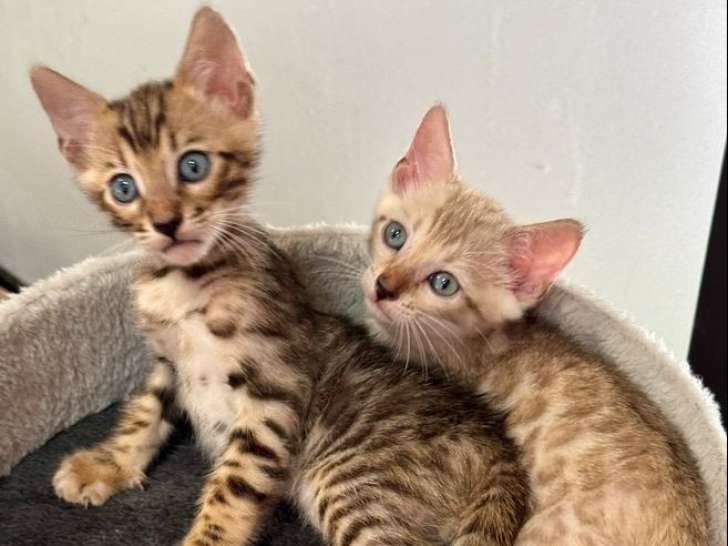 À vendre : 4 chatons Bengals LOOF