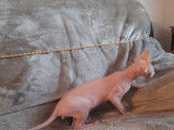 Chatons Sphynx à vendre