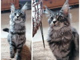 Une chatonne Maine Coon black silver LOOF disponible à la vente