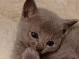 3 chatons Bleu Russe LOOF à vendre