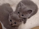 3 chatons Bleu Russe LOOF à vendre
