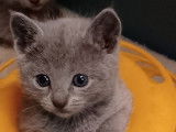 3 chatons Bleu Russe LOOF à vendre