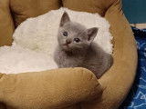 3 chatons Bleu Russe LOOF à vendre