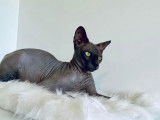 Un chat adulte Sphynx bleu LOOF pour saillie