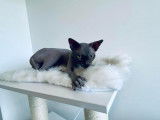 Un chat adulte Sphynx bleu LOOF pour saillie