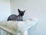 Un chat adulte Sphynx bleu LOOF pour saillie