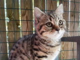 6 chatons Scottish et Highland Straight/Fold LOOF à vendre
