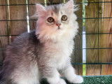 6 chatons Scottish et Highland Straight/Fold LOOF à vendre