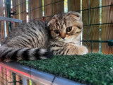 6 chatons Scottish et Highland Straight/Fold LOOF à vendre