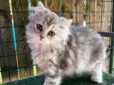 6 chatons Scottish et Highland Straight/Fold LOOF à vendre
