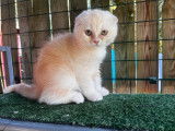 6 chatons Scottish et Highland Straight/Fold LOOF à vendre